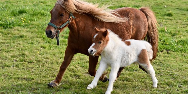 Insolite : elle se fait arrêter car elle transporte un poney dans le coffre de sa voiture