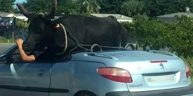 Insolite : un taureau comme passager dans une voiture décapotable